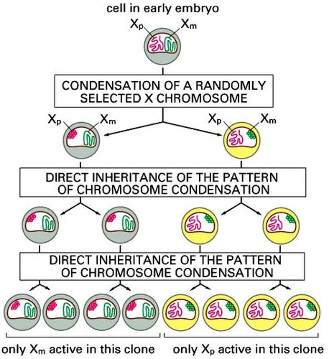 <p>Random X inactivation in early embryonic development. All descendants from each cell will have same X chromosome inactivated. Females become mosaics for all heterozygous X-linked loci.</p>