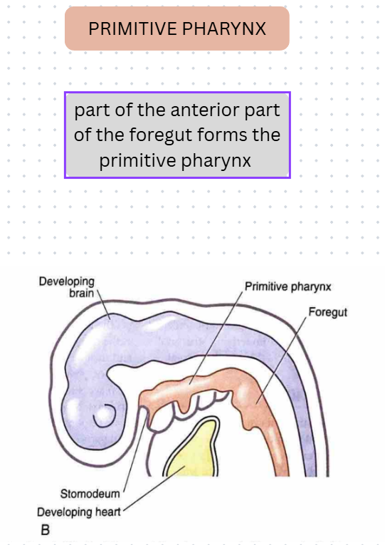 <p>foregut (anterior part) → primitive pharynx</p>
