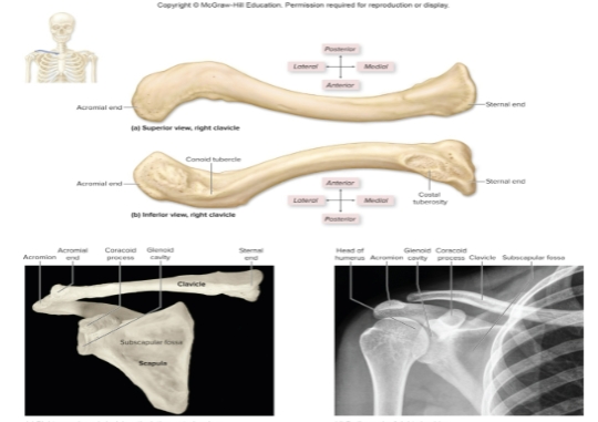<p>Clavicle Bone</p>
