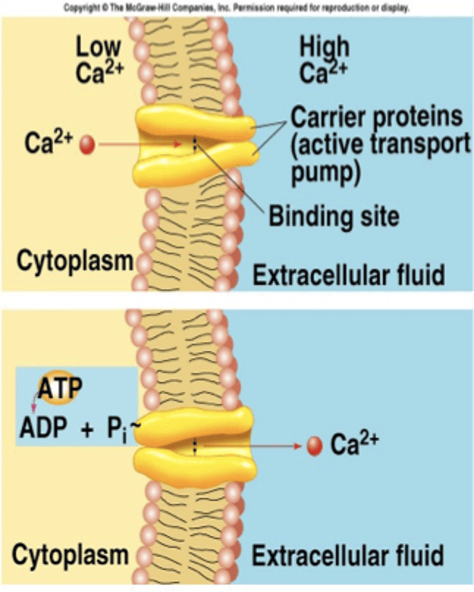 <p>Pumps calcium back into the sarcoplasmic reticulum.</p>