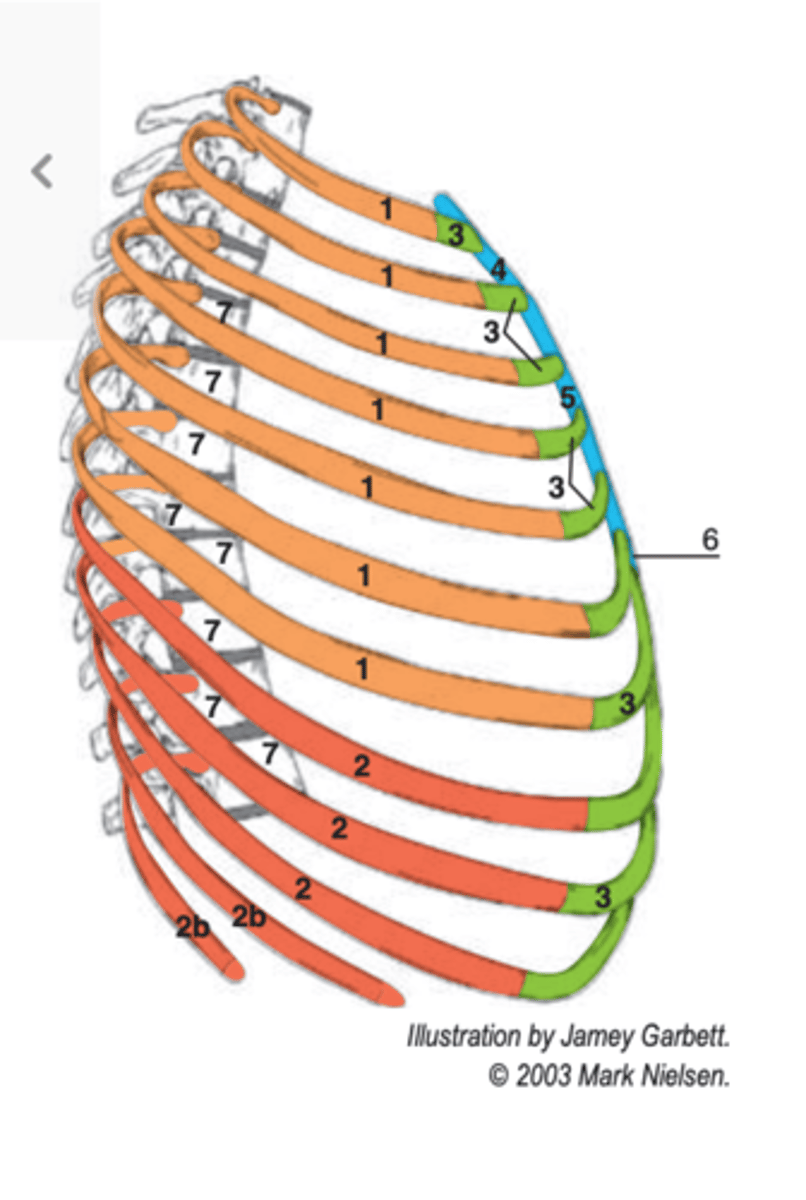 <p>false ribs (2)</p>