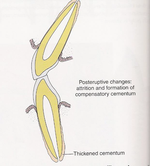 <p>After the teeth are in functional occlusion and continues until the teeth are lost or death</p>