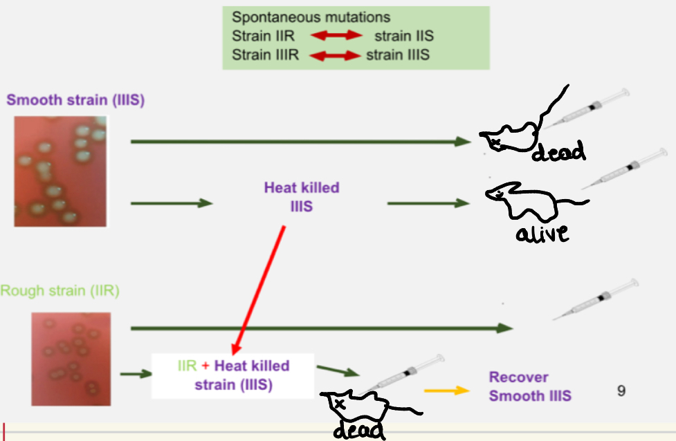 <ol><li><p>Injected with rough = mice alive</p></li><li><p>Injected with smooth = mice dead</p></li><li><p>Injected with heat killed smooth = mice alive</p></li><li><p>Injected with heat killed S and live R = mice died, and live S recovered from mouse</p></li></ol><p>Concluded that something in the heat killed S must’ve caused it.</p><p>A substance from the dead S was transferred to the live R, changing its genetic makeup.</p><p></p>