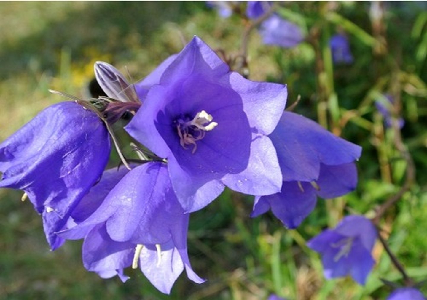 <p>Drooping, tubular, bell-like flowers (up to 2" long)</p><p>Flowers purple, pink, white</p><p>Erect to slightly arching stems</p>