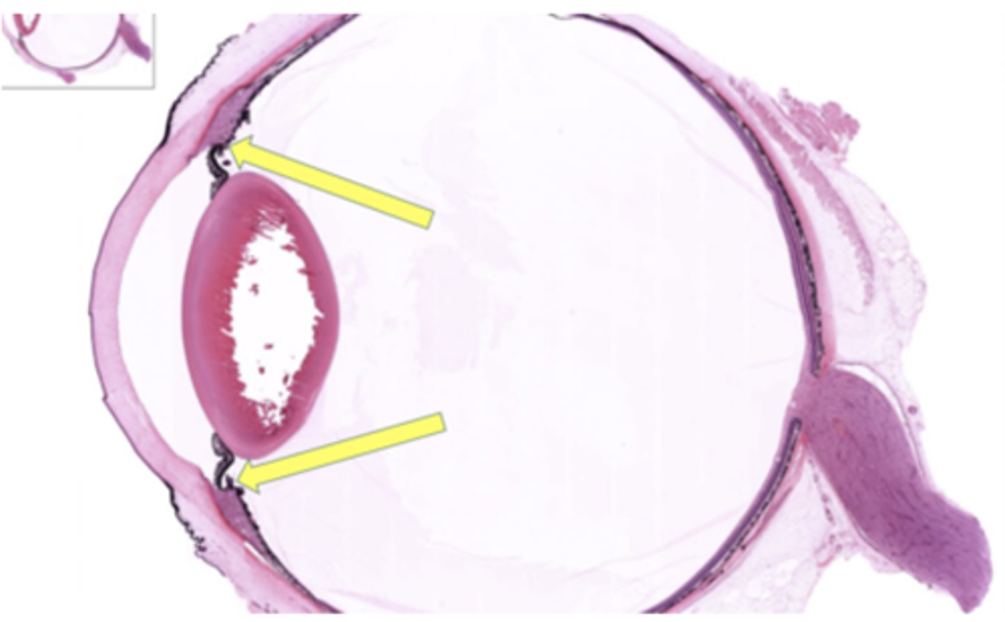 <p>Identify the general structure or layer</p>