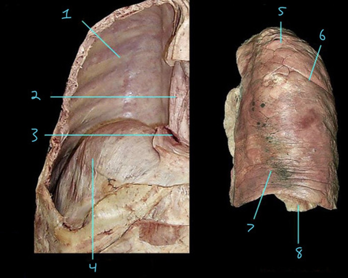 <p>7</p>