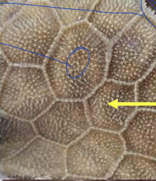 <p>what portion of the stomach is this?</p>