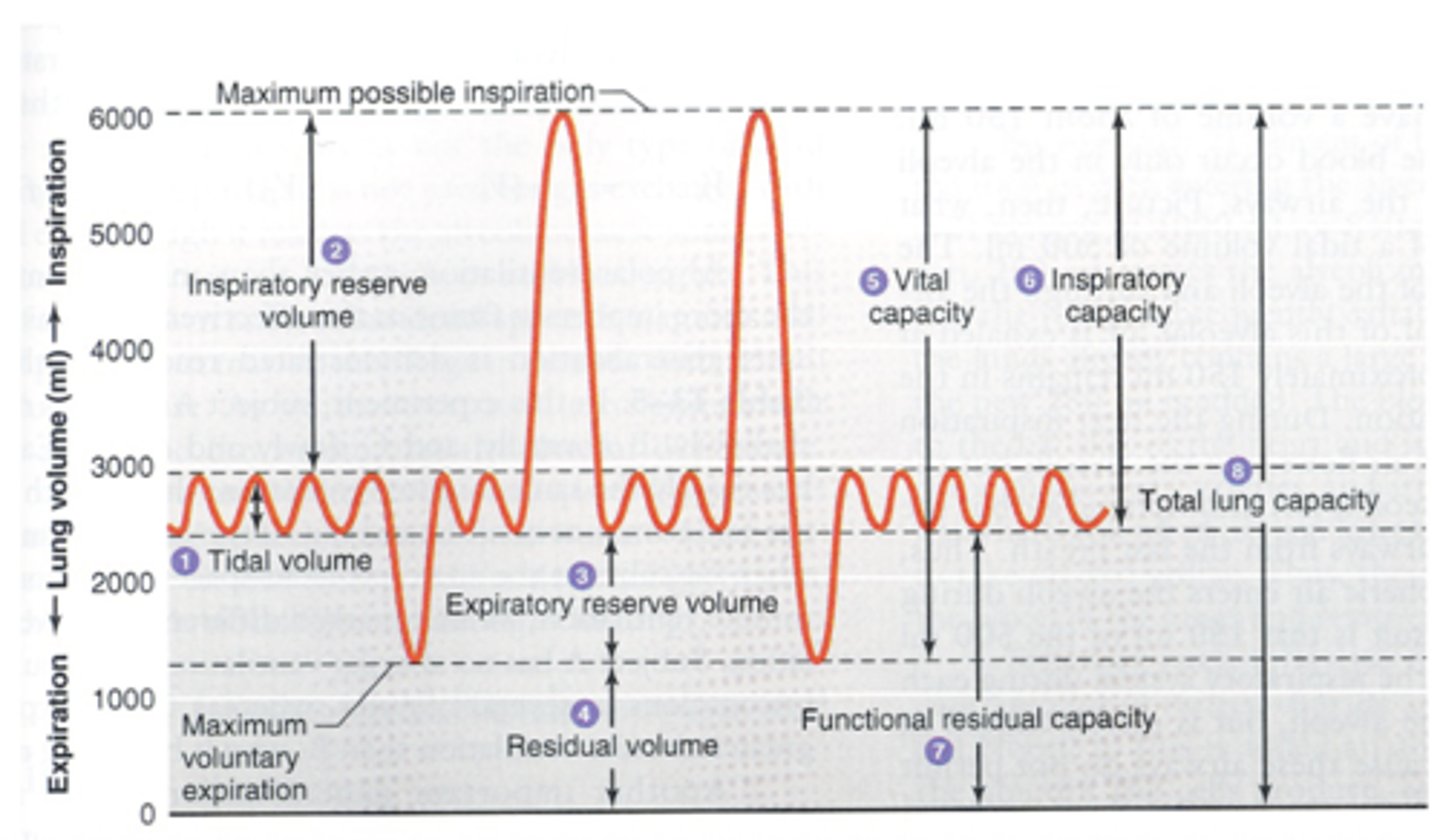 <p>the maximum amount of air that can be inhaled after a normal, quiet breath</p>