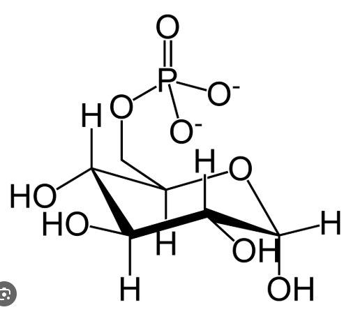 <p>A phosphorylated version of glucose. This version is highly important inside of cells as this version has a charge, and as a result is not able to pass through the cell membrane allowing sugar to be stored inside cells.</p>