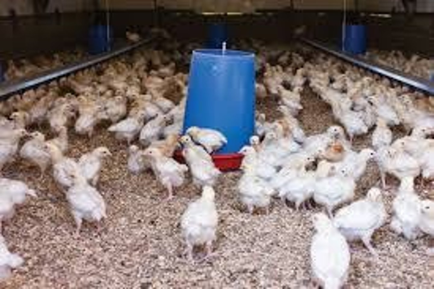 <p>Birds should access essentials within 3m.</p>