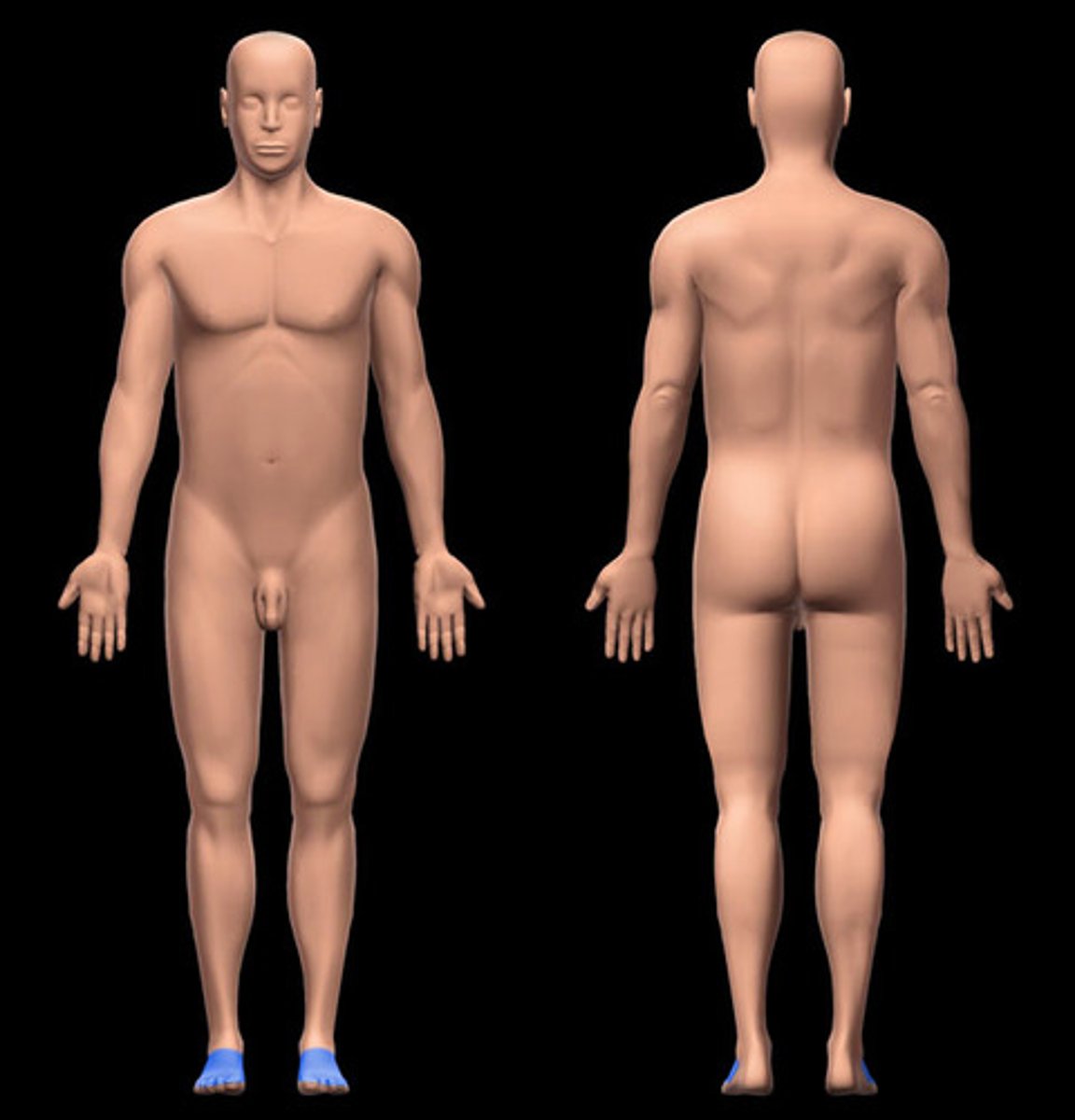 <p>top of foot</p>