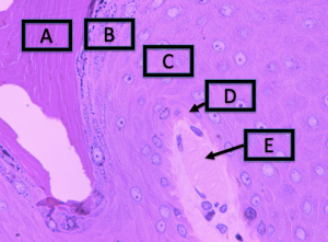 <ol><li><p>identify each structure</p></li></ol><p></p>