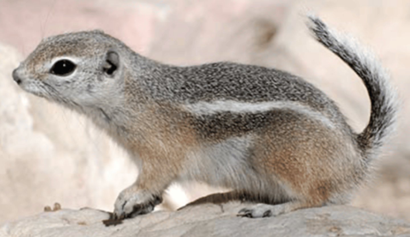 <p>Name, habitat, range</p>