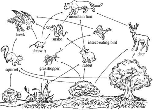 many food chains linked together showing a more complex feeding relationship.