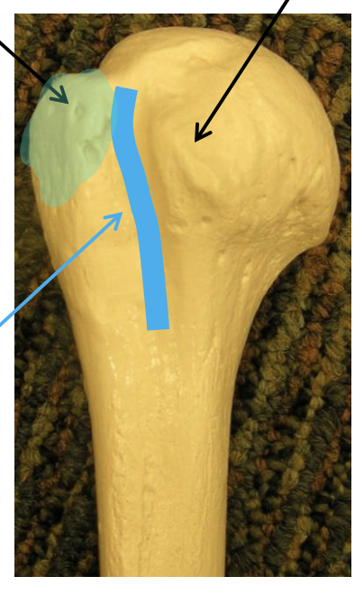<p>Name the highlighted region.</p>