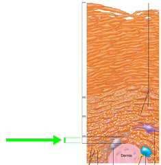 <p>-Deepest epidermal layer firmly attached to the dermis single row of stems. The layer right before the hypodermis. -The single row of stem cells are highly mitotic and actively producing and dividing. -10-25% of this layer is made up of melanocytes.</p>