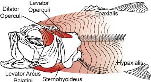 <p> a fan-shaped muscle found in bony fishes (teleosts) that plays a critical role in feeding and respiration. It is part of the facial musculature located behind the eye, responsible for expanding the buccal (mouth) cavity by lifting or abducting the suspensorium (the bony structure supporting the jaw)</p>