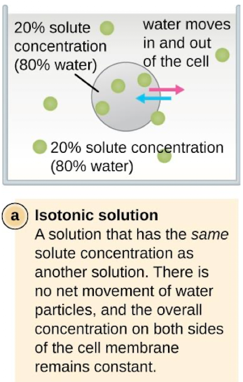 <p>A solution that has the same solute concentration as another solution. There is no net movement of water particles, and the overall concentration on both sides of the cell membrane remains constant</p>