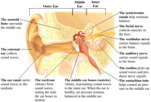 <p><span style="color: rgb(28, 182, 157)">The strumming of a guitar causes the particles in the air to vibrate. This in turn causes your eardrum to vibrate as it enters the ear canal. These vibrations are turned into nerve impulses in the middle ear which are sent to your brain through the auditory nerve which then interpret what you are hearing.</span></p>