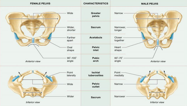 <p><strong>Female Pelvis:</strong></p><p><em>Anterior view</em></p><ul><li><p>Wide greater pelvis</p></li></ul><ul><li><p>Wider, shorter sacrum</p></li><li><p>Acetabula farther apart</p></li><li><p>Pelvic inlet oval shape</p></li><li><p>Pubic arch 90-100 degree angle</p></li></ul><p><em>Inferior view</em></p><ul><li><p>Ischial tuberosities point laterally</p></li><li><p>Pelvic outlet wide</p></li><li><p>Sacrum wider</p></li></ul><p><strong>Male Pelvis:</strong></p><p><em>Anterior view</em></p><ul><li><p>Narrow greater pelvis</p></li><li><p>narrower, longer sacrum</p></li><li><p>Acetabula closer together</p></li><li><p>Pelvic inlet heart shape</p></li><li><p>Pubic arch 60-70 degree angle</p></li></ul><p><em>Inferior view</em></p><ul><li><p>Ischial tuberosities Point medially</p></li><li><p>Pelvic outlet narrow</p></li><li><p>Sacrum narrower</p></li></ul><p></p>