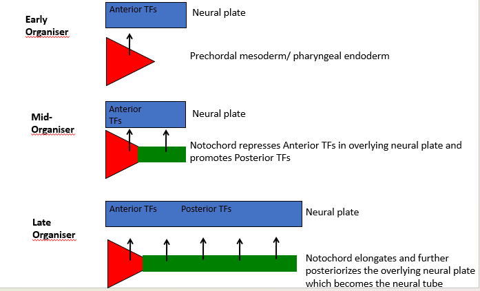 <p>The Early Gastrula Organiser:</p><ul><li><p>Wnt &amp; BMP antagonists - <strong>Dual inhibition of Wnt &amp; BMP signaling</strong> in the overlying neural plate.</p></li><li><p>Promotes <strong>Head and Brain</strong> (Forebrain, Midbrain, Hindbrain) formation by inducing Anterior Transcription Factors (TFs) in the neural plate. The prechordal mesoderm/pharyngeal endoderm contribute to this.</p></li></ul><p></p><p>The Mid- and Late Organiser:</p><ul><li><p>Only BMP antagonists - <strong>BMP inhibition without Wnt inhibition</strong> in the overlying neural plate. Suppress epidermal fate and induce neural fate.</p></li><li><p>Promotes <strong>Trunk and Spinal Cord</strong> (Cervical, Thoracic, Lumbar, Sacral, Coccygeal) formation. </p></li><li><p>The <strong><u>notochord represses Anterior TFs and promotes Posterior TFs</u></strong> in the overlying neural plate, which later becomes the neural tube. The elongating notochord further posteriorizes the neural plate.</p></li></ul><p></p>
