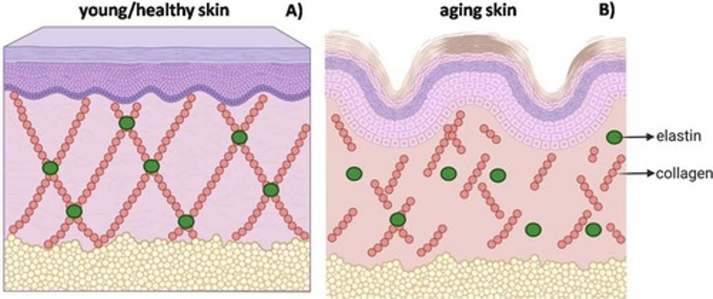 <p>as we age, we produce more collagenase, which degrades collagen; as age increases, collagen decreases</p><p>- collagen fibers become rigid and wrinkles form</p>