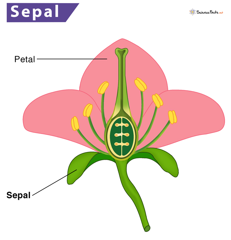 <p>Sepalet dhe Petalet</p>