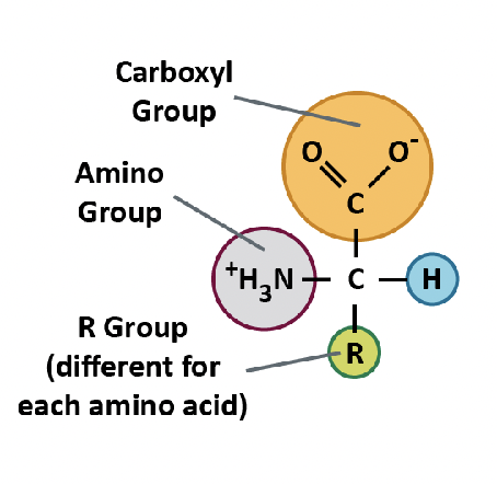 * has a variable R-group (or side chain) that determines the properties of the side chains (R) that affect protein structure and function
* all have the same general structure of a carboxyl group, an amino group, and the variable R-group