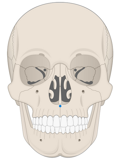 <p>Point where line tangent to the inferior most points of the two inferior curves of the anterior nasal aperture margin crosses the midline</p>