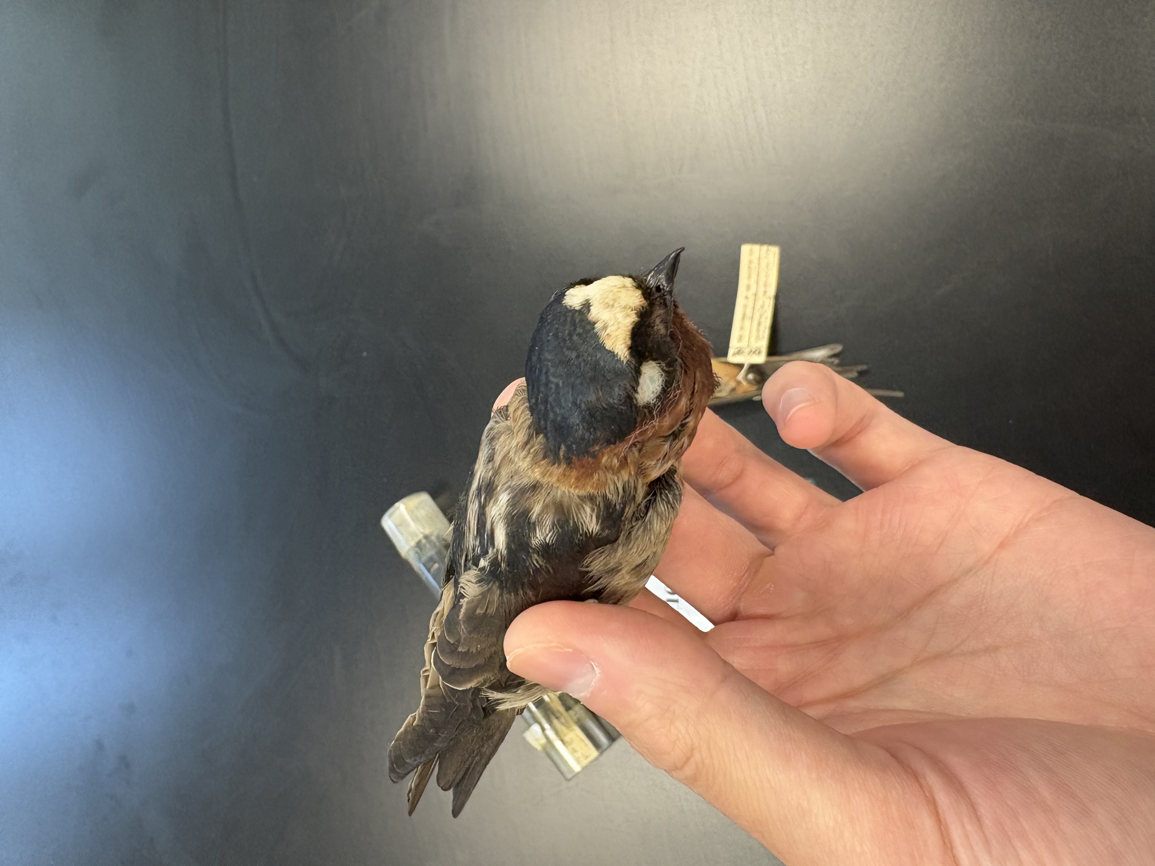<p>DIET</p><p>- carnivorous (meat eater</p><p>---------------------------</p><p>MODE OF CAPTURE</p><p>- captures insect prey on the wing</p><p>---------------------------</p><p>BEAK</p><p>- small </p><p>- short </p><p>- pointy</p><p>---------------------------</p><p>FOOT MORPHOLOGY</p><p>- Anisodactyl</p>