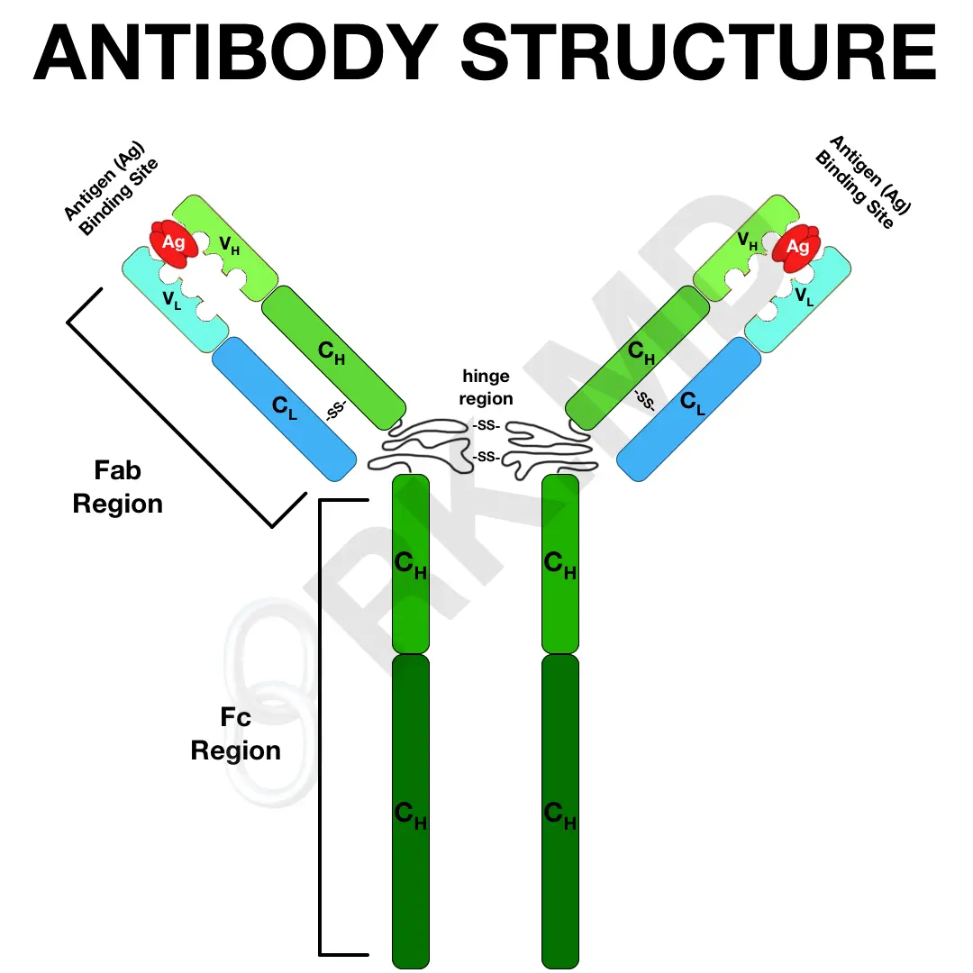 <p>2 heavy chains and light chains</p><p>constant region in bottom and variable region on top</p><p>Fab region consists of heavy/light chain</p><p>Fab: binds to Ag</p><p>Fc: site of complement fixation and binds to monocytes</p>