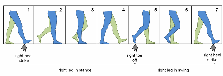 <ol><li><p><strong>Stance Phase</strong>: foot is in contact with the ground</p></li><li><p><strong>Swing Phase</strong>: foot is not contact with the ground</p></li><li><p><strong>Stride</strong>: movement cycle of a single leg (stance + swing phase)</p></li></ol><p></p>