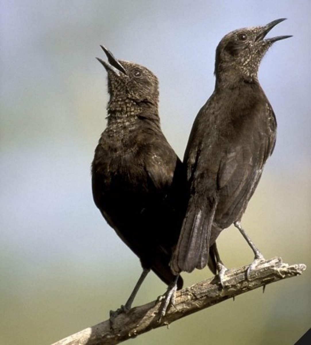 <p>hyperbole - exaggeration. If Juliet's eyes were like stars in heaven looking down on us, it would be so bright that birds would be singing because they thought it was daytime.</p>