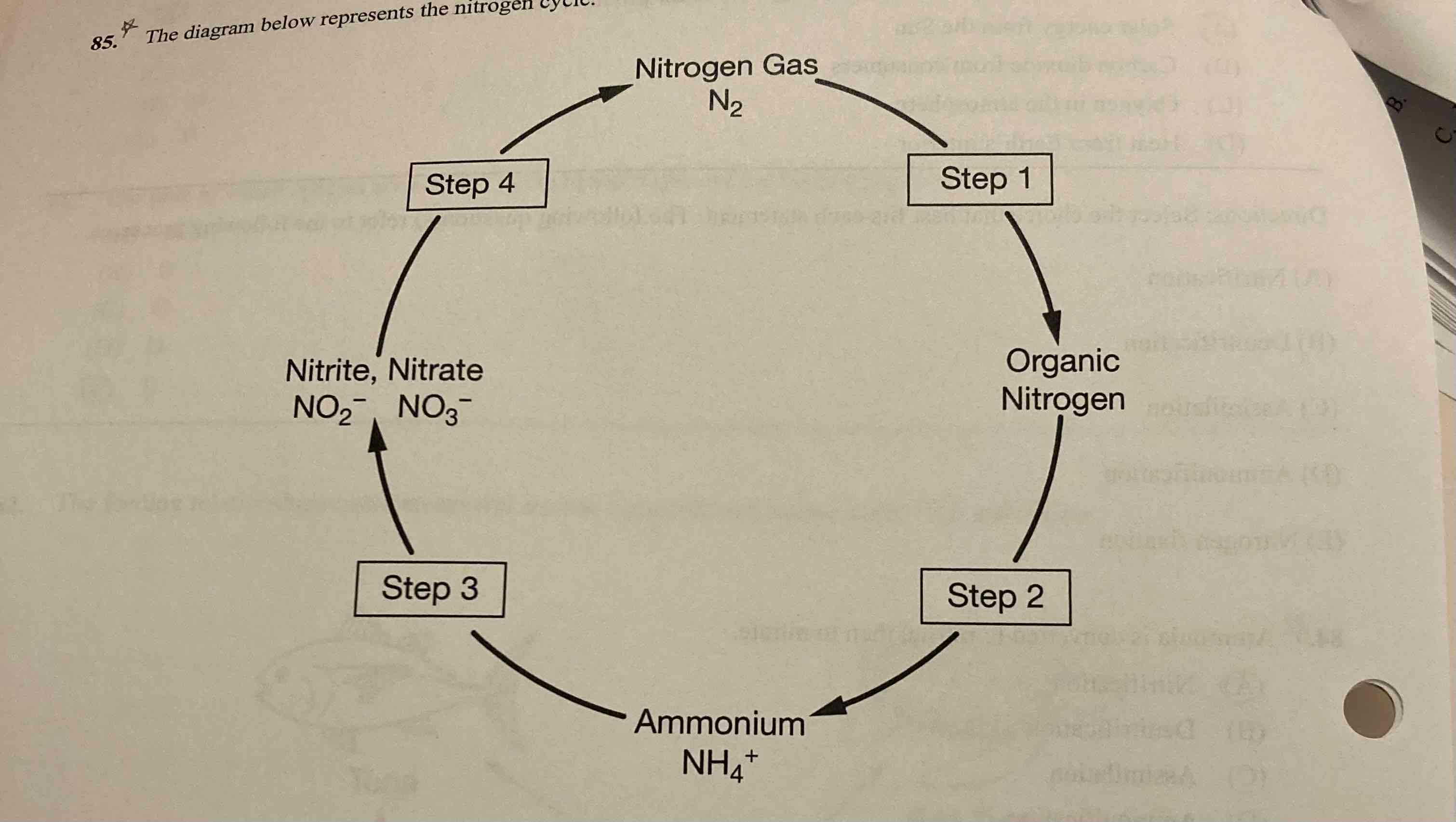 <p>In the nitrogen cycle, illustrated above, nitrification occurs in which of the following steps?</p>