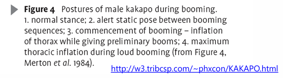 <p>Kakapo (Strigops habroptilis)</p>