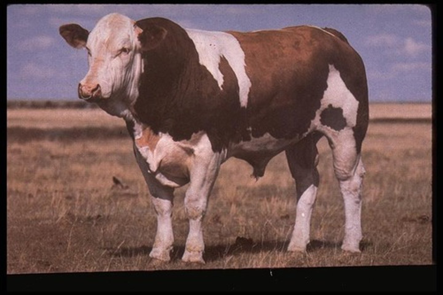 <p>- Originated from Switzerland, but German lines also exist</p><p>- Paternal and continental/exotic breed</p><p>- Usually very large</p><p>- Traditionally yellow or red spotted, German lines usually solid red, and American lines can be black or grey</p><p>- Bred for triple purpose in Europe, but represented world wide with many different strains and names</p>