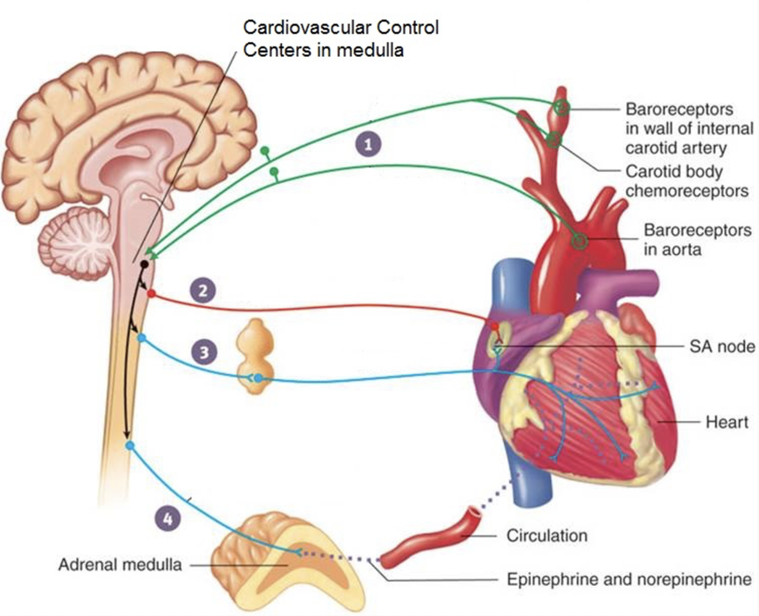 The red visceral motor neuron (2) results in the secretion of acetylcholine. The blue neurons (3) result in the secretion of norepinephrine. Which is part of the parasympathetic nervous system?