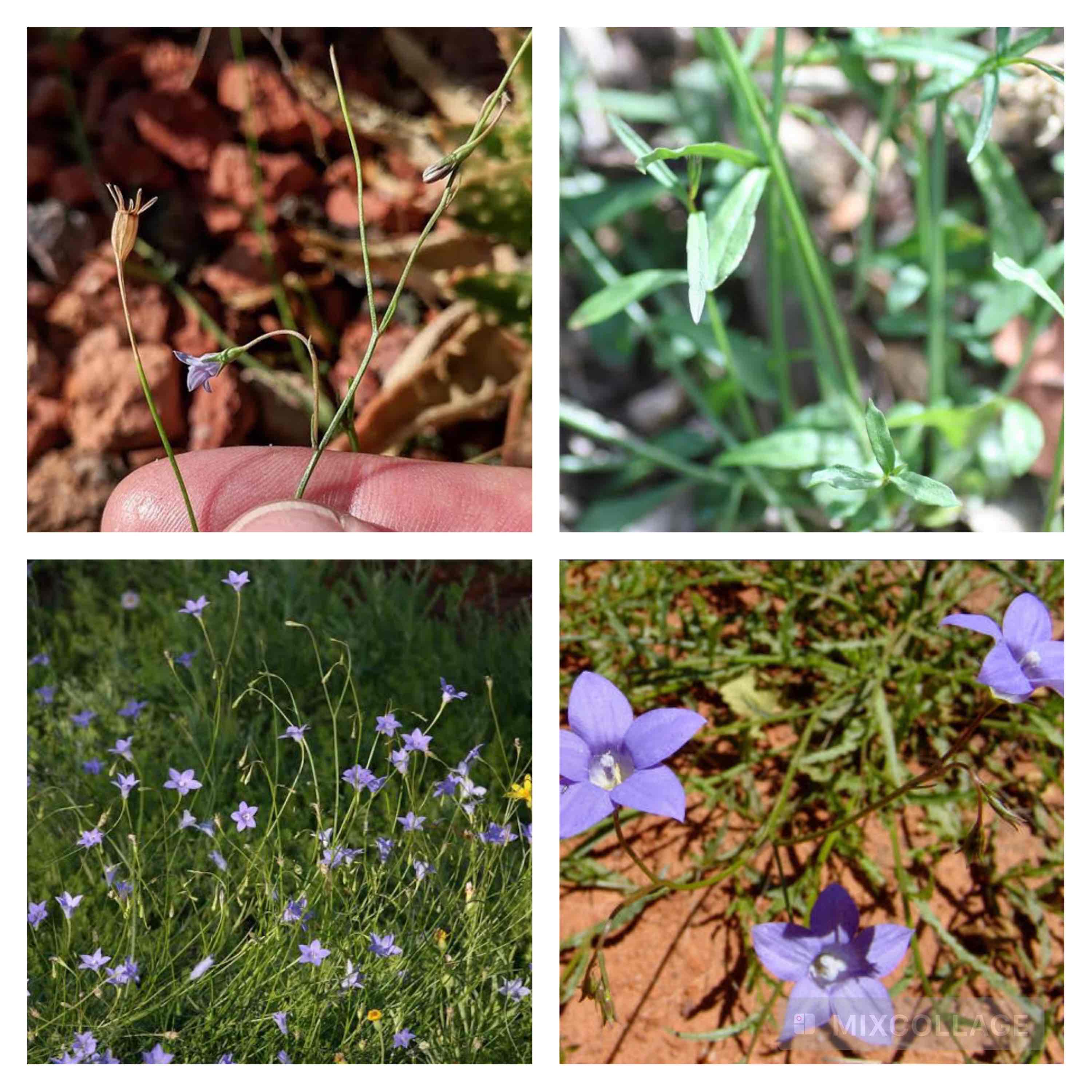 <p>Native bluebells</p>