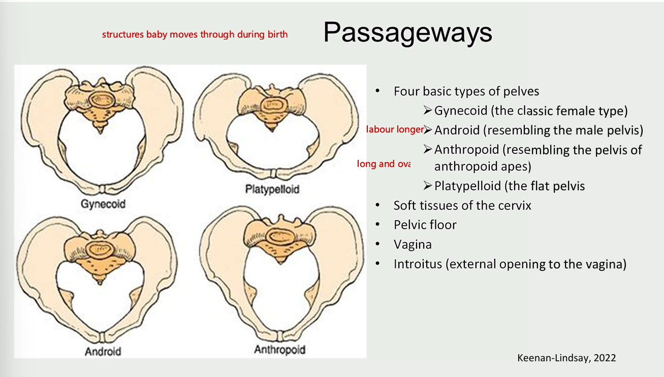 <ul><li><p>4 basic types of pelves</p><ul><li><p>gynecoid (classic female type)</p></li><li><p>android (resembling the male pelvis)</p></li><li><p>anthropoids (resembling the pelvis of anthropod apes)</p></li><li><p>platypelloid (the flat pelvis)</p></li></ul></li><li><p>soft tissue of the cervix</p></li><li><p>pelvic floor</p></li><li><p>vagina</p></li><li><p>introitus (external opening to the vagina)</p></li></ul><p></p><p></p>