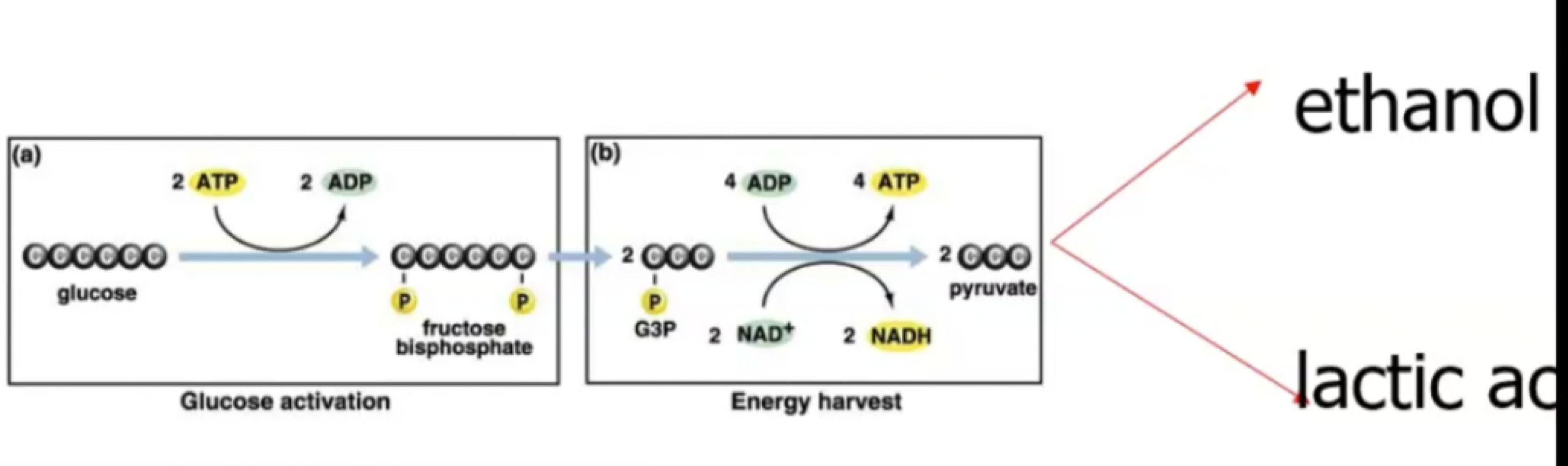 
1. **Ethanol** 
2. **Lactic Acid**