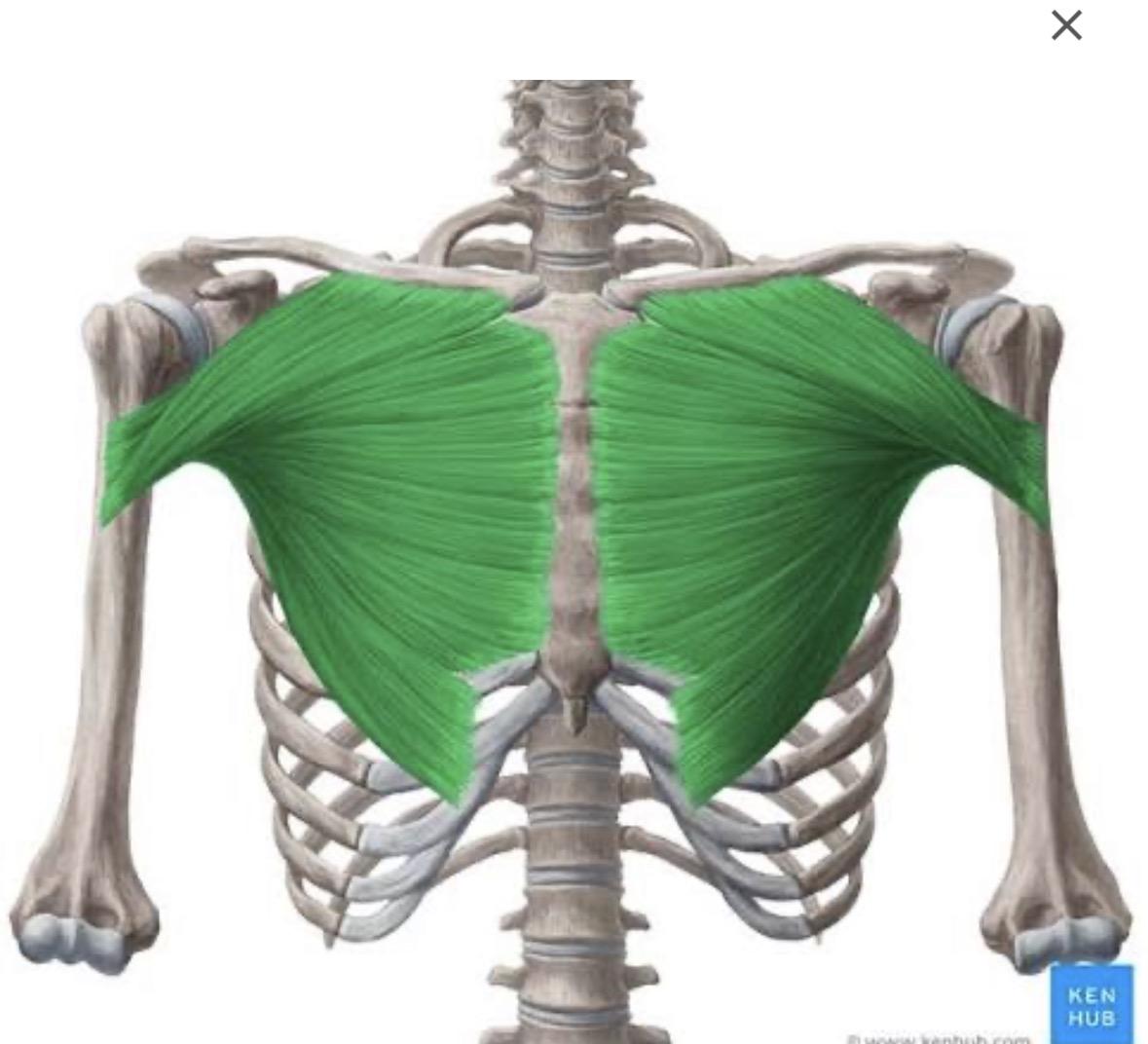 knowt flashcard image