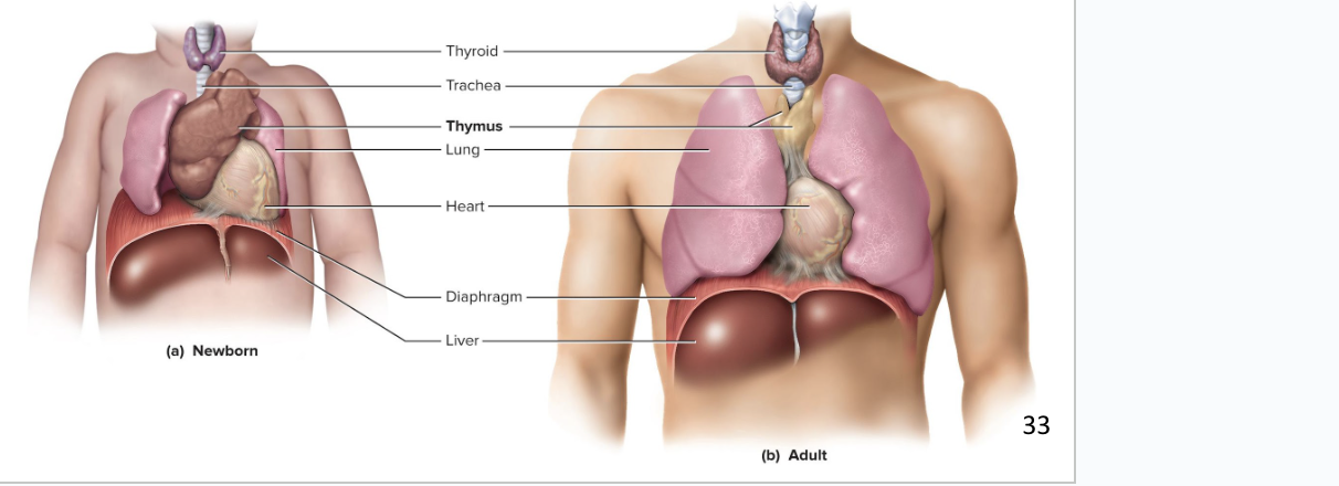 <p>Plays a role in three systems: endocrine, lymphatic, and immune system</p><ul><li><p>located on the heart</p></li><li><p>Goes through involution (shrinkage) after puberty</p></li><li><p>site where T cells are made, which are important in immune defense</p></li><li><p>Secretes hormones thymopoietin, thymosin, and thymulin </p><ul><li><p>the 3 hormones are from the thymus and help us make T cells/lymphocytes</p></li></ul></li></ul><p></p>