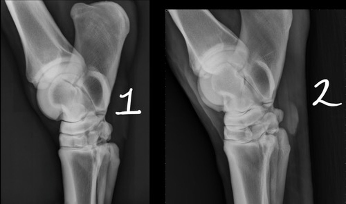 <p>Which image is bad: 1 or 2?</p>