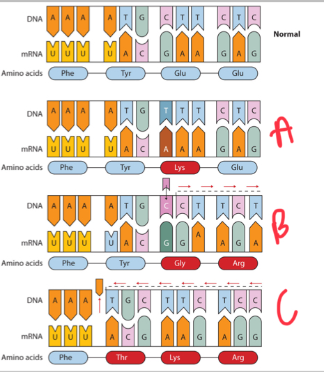 <p>What type of mutation is B?</p>