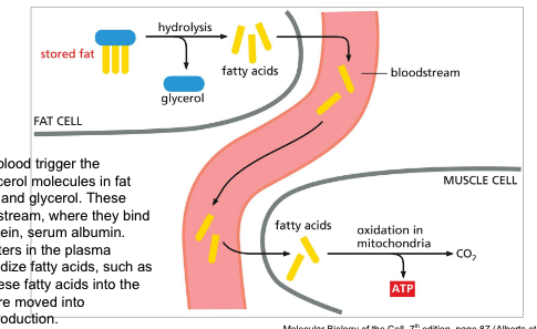 <p>via bloodstream for energy (ATP) in tissues</p><ul><li><p><strong>low glucose</strong> levels in the blood trigger the hydrolysis of the triacylglycerol molecules in fat droplets to <strong>free fatty acids </strong>and <strong>glycerol</strong></p></li><li><p>these fatty acids enter the blood stream → bind to abundant blood protein <strong>serum albumin</strong></p></li><li><p>special fatty acid transporters in the plasma membrane of cells <strong>oxidize</strong> fatty acids, such as muscle cells → pass fatty acids into <strong>cytosol</strong> → goes into <strong>mitochondria</strong> for energy production</p></li></ul><p></p>