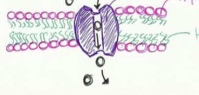 <p>funnel ions from one side of a membrane to another, can open and close, used in passive transport</p>