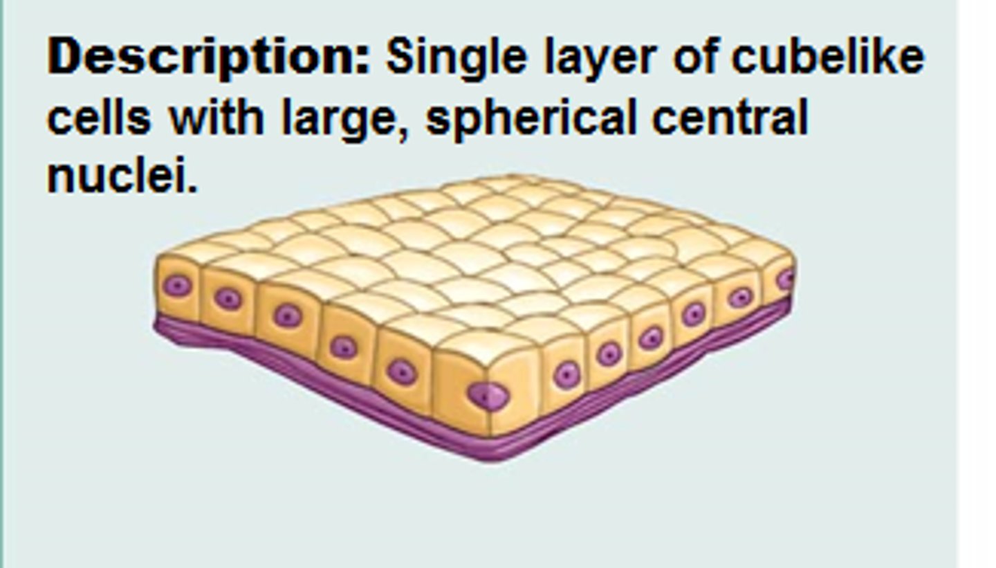 <p>single layer of cubelike cells with large, spherical central nuclei</p>