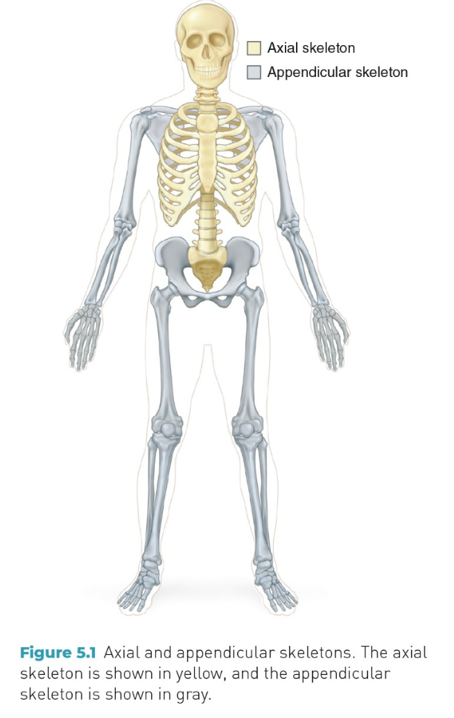 <p>Axial &amp; Appendicular </p>