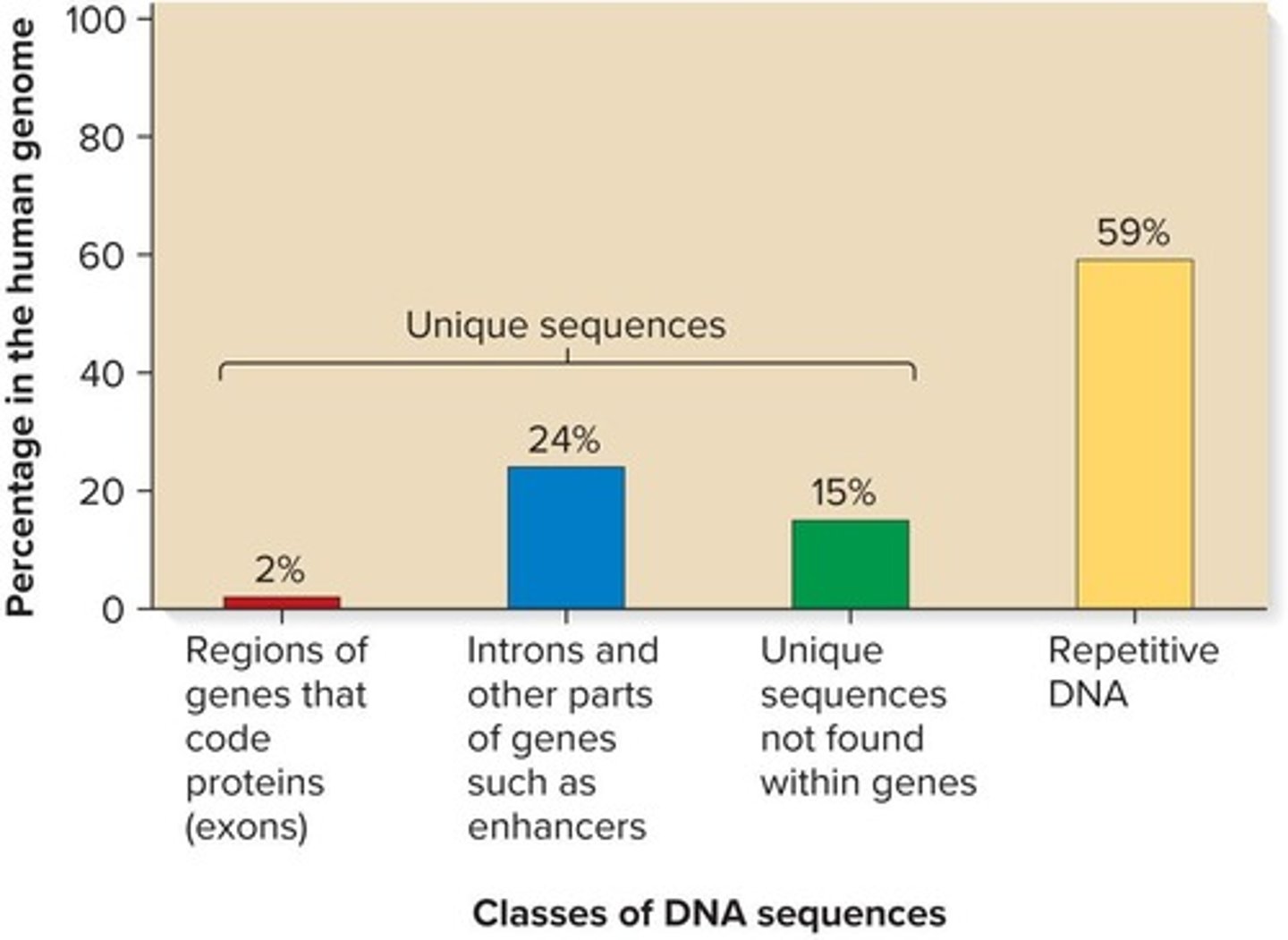 <p>The Alu family, which is approximately 300 bp long and represents 10% of the human genome.</p>