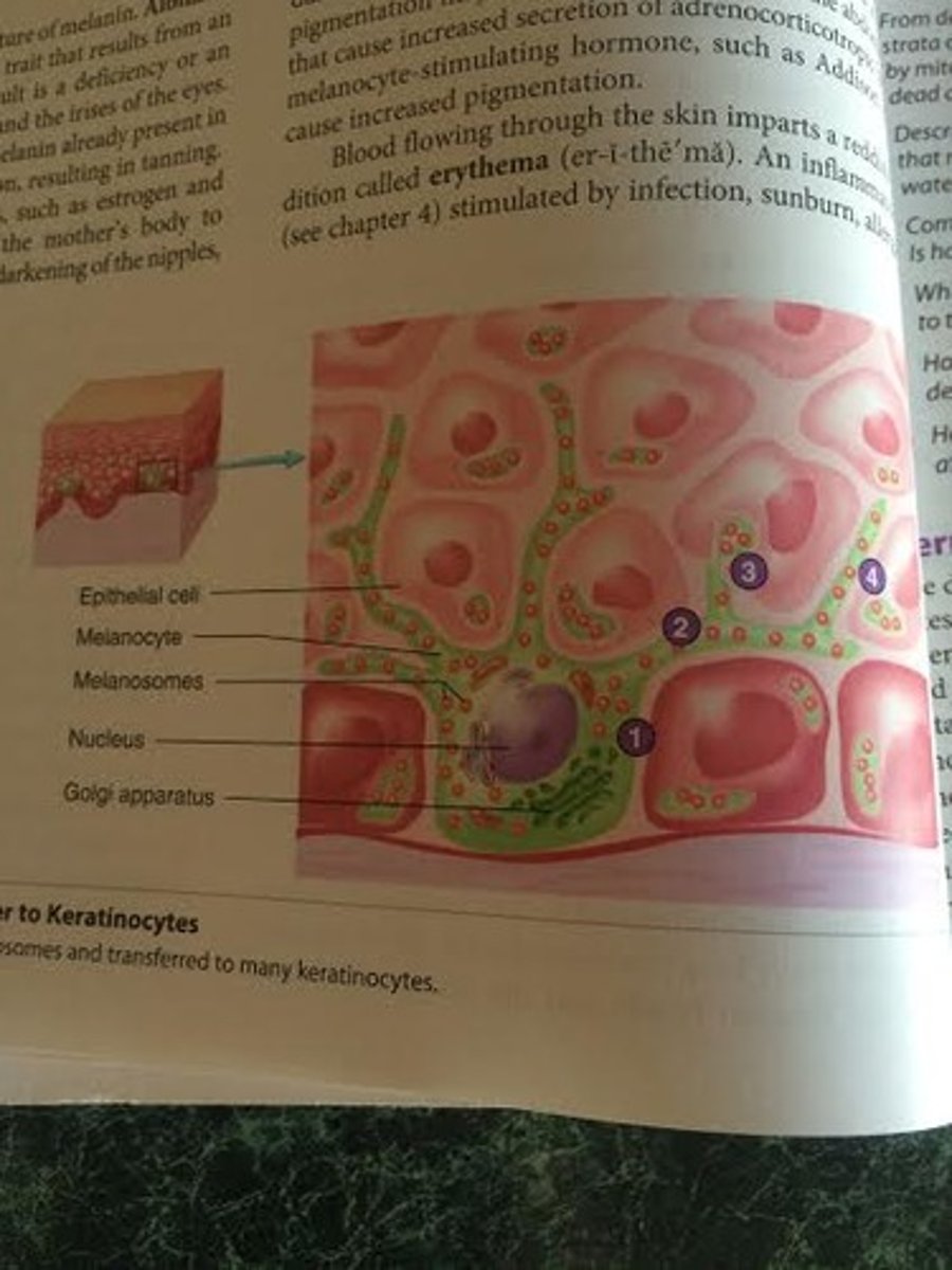 <p>melanocytes make melanin, which is packaged into melanosomes and transferred to many keratinocytes</p><p>1. Melanosomes (little balls) are produced by the Golgi apparatus of the melanocyte (irregular shaped cells, green)</p><p>2. Melanosomes move into melanocyte cell processes</p><p>3. Epithelial cells (keratinocytes) phagocytize the tips of the melanocyte cell processes (where the melanosomes are)</p><p>4. the melanosomes, which were produced inside the melanocytes, have been transferred to the epithelial cells (keratinocytes) and are now inside them</p><p>-although all keratinocytes can contain melanin, only melanocytes produce it</p>
